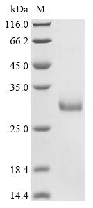 Greater than 90% as determined by SDS-PAGE.Recombinant Rat Endothelin-1 (EDN1) Protein (His-KSI)