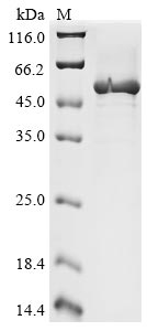 Greater than 85% as determined by SDS-PAGE.