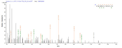 Based on the SEQUEST from database of E.coli host and target protein, the LC-MS/MS Analysis result of this product could indicate that this peptide derived from E.coli-expressed Homo sapiens (Human) EEF1A1.Recombinant Human Elongation Factor 1-Alpha 1 (EEF1A1) Protein (His-SUMO)