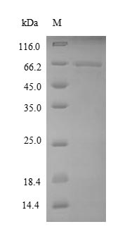 Greater than 90% as determined by SDS-PAGE.Recombinant Human Elongation Factor 1-Alpha 1 (EEF1A1) Protein (His-SUMO)