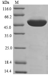 Greater than 85% as determined by SDS-PAGE.Recombinant Human Elongation Factor 1-Alpha 1 (EEF1A1)