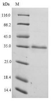 Greater than 90% as determined by SDS-PAGE.Recombinant Human Elongation Factor 1-Delta (EEF1D) Protein (His)