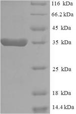 Greater than 90% as determined by SDS-PAGE.
