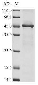 Greater than 85% as determined by SDS-PAGE.Recombinant Chinese Hamster Elongation Factor 2 (EEF2) Protein (His&Myc)