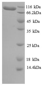 Greater than 90% as determined by SDS-PAGE.Recombinant Human Elongation Factor 2 (EEF2) Protein (His)