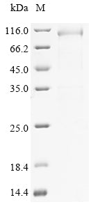 Greater than 85% as determined by SDS-PAGE.Recombinant Mouse Elongation Factor 2 (EEF2) Protein (His&Myc)
