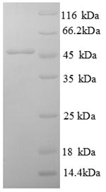 Greater than 90% as determined by SDS-PAGE.
