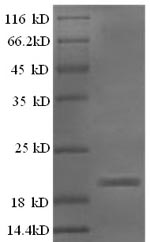 Greater than 90% as determined by SDS-PAGE.
