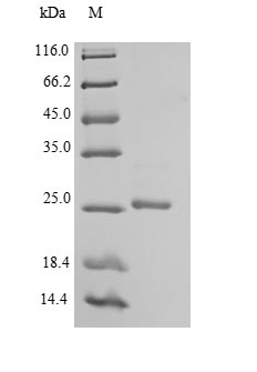 Greater than 90% as determined by SDS-PAGE.