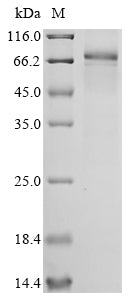 Greater than 90% as determined by SDS-PAGE.Recombinant Human Epidermal Growth Factor Receptor (EGFR) Protein (His&Myc)