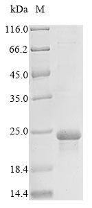 Greater than 85% as determined by SDS-PAGE.