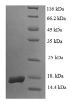 Greater than 90% as determined by SDS-PAGE.