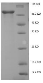 Greater than 90% as determined by SDS-PAGE.
