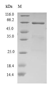 Greater than 90% as determined by SDS-PAGE.