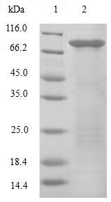 Greater than 90% as determined by SDS-PAGE.