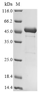 Greater than 90% as determined by SDS-PAGE.