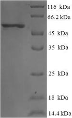 Greater than 90% as determined by SDS-PAGE.
