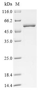 Greater than 90% as determined by SDS-PAGE.Recombinant Human Eukaryotic Initiation Factor 4A-I (EIF4A1) Protein (His&Myc)