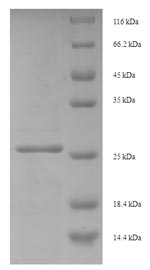 Greater than 90% as determined by SDS-PAGE.