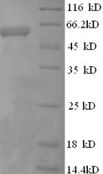 Greater than 90% as determined by SDS-PAGE.