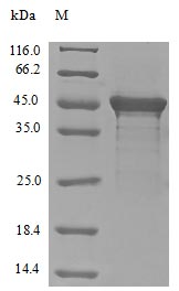 Greater than 85% as determined by SDS-PAGE.Recombinant Human Eukaryotic Translation Initiation Factor 4 Gamma 1 (EIF4G1) Protein (His-B2M-JD&Myc)