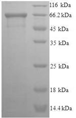 Greater than 90% as determined by SDS-PAGE.