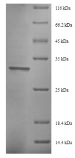 Greater than 90% as determined by SDS-PAGE.Recombinant Saccharomyces Cerevisiae Eukaryotic Translation Initiation Factor 5A-1 (HYP2) Protein (His-SUMO)
