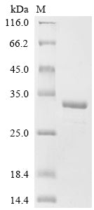Greater than 90% as determined by SDS-PAGE.Recombinant Human Eukaryotic Translation Initiation Factor 5B (EIF5B) Protein (His)