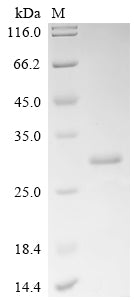 Greater than 85% as determined by SDS-PAGE.Recombinant Human Eukaryotic Translation Initiation Factor 5B (EIF5B) Protein (His)