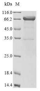 Greater than 85% as determined by SDS-PAGE.