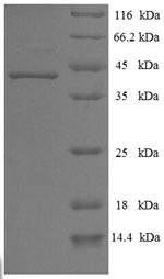 Greater than 90% as determined by SDS-PAGE.Recombinant Human Chymotrypsin-Like Elastase Family Member 3A (CELA3A) Protein (His-SUMO)