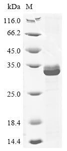Greater than 85% as determined by SDS-PAGE.