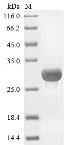 Greater than 85% as determined by SDS-PAGE.Recombinant Human Chymotrypsin-Like Elastase Family Member 3B (CELA3B) Protein (His)