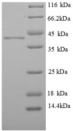 Greater than 90% as determined by SDS-PAGE.