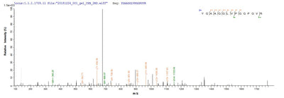 Based on the SEQUEST from database of E.coli host and target protein, the LC-MS/MS Analysis result of this product could indicate that this peptide derived from E.coli-expressed Mus musculus (Mouse) Eln.Recombinant Mouse Elastin (ELN) Protein (His)