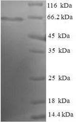 Greater than 90% as determined by SDS-PAGE.