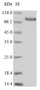 Greater than 85% as determined by SDS-PAGE.Recombinant Human Ecto-Nox Disulfide-Thiol Exchanger 1 (ENOX1) Protein (His&Myc)