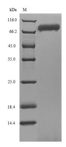 Greater than 85% as determined by SDS-PAGE.Recombinant Human Ecto-Nox Disulfide-Thiol Exchanger 1 (ENOX1) Protein (His)
