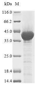 Greater than 85% as determined by SDS-PAGE.Recombinant Human Ecto-Nox Disulfide-Thiol Exchanger 2 (ENOX2)