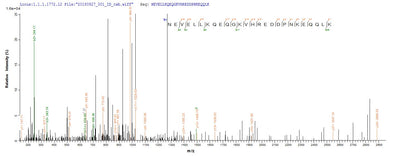 Based on the SEQUEST from database of E.coli host and target protein, the LC-MS/MS Analysis result of this product could indicate that this peptide derived from E.coli-expressed Homo sapiens (Human) ENOX2.