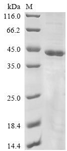 Greater than 85% as determined by SDS-PAGE.