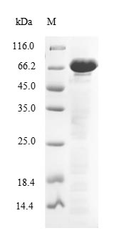Greater than 85% as determined by SDS-PAGE.
