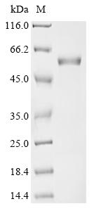 Greater than 90% as determined by SDS-PAGE.Recombinant Mouse Histone Acetyltransferase P300 (EP300) Protein (His)