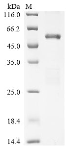 Greater than 85% as determined by SDS-PAGE.Recombinant Mouse Histone Acetyltransferase P300 (EP300) Protein (His&Myc)