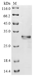 Greater than 85% as determined by SDS-PAGE.Recombinant Mouse Epithelial Cell Adhesion Molecule (EPCAM)