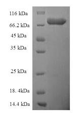 Greater than 90% as determined by SDS-PAGE.