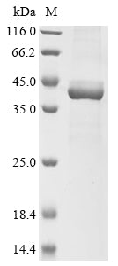 Greater than 85% as determined by SDS-PAGE.Recombinant Human Epoxide Hydrolase 3 (EPHX3) Protein (His&Myc)