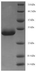 Greater than 90% as determined by SDS-PAGE.Recombinant Cynomolgus Monkey Erythropoietin (EPO) Protein (His-SUMO)