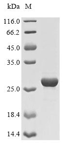 Greater than 85% as determined by SDS-PAGE.Recombinant Dog Erythropoietin Receptor (EPOR) Protein (His)