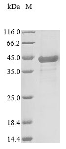 Greater than 85% as determined by SDS-PAGE.Recombinant Rat Erythropoietin Receptor (EPOR) Protein (His-SUMO&His)
